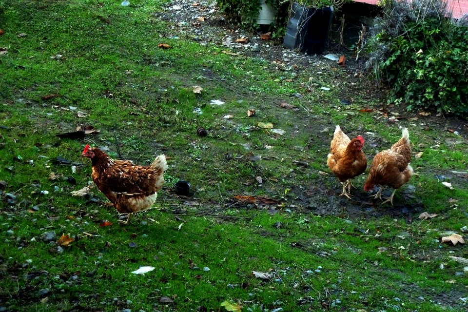 Gallinas (14495716110)