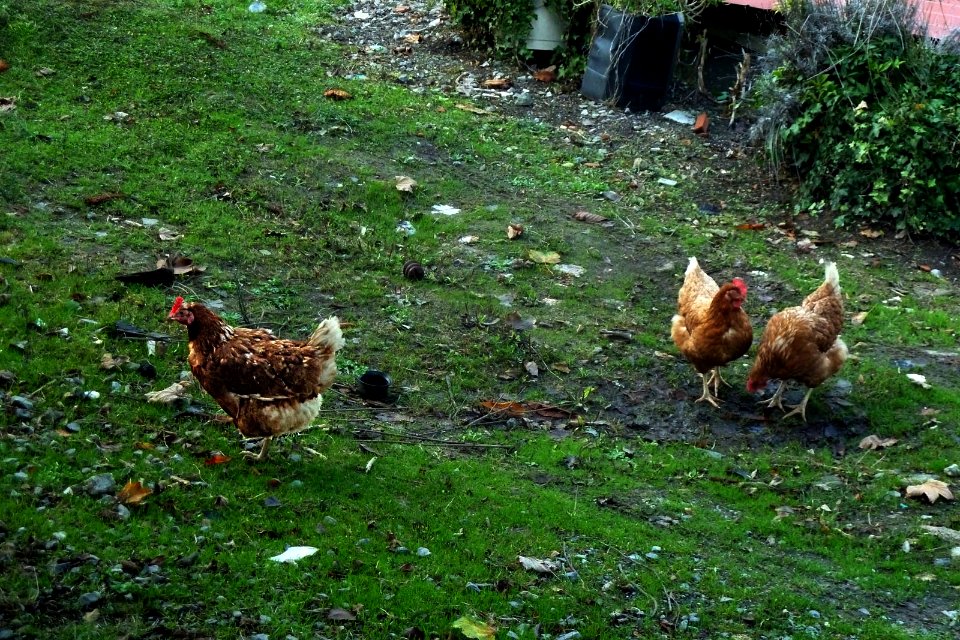 Gallinas (14495716110) photo