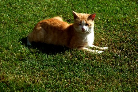 Gato (8071293492)