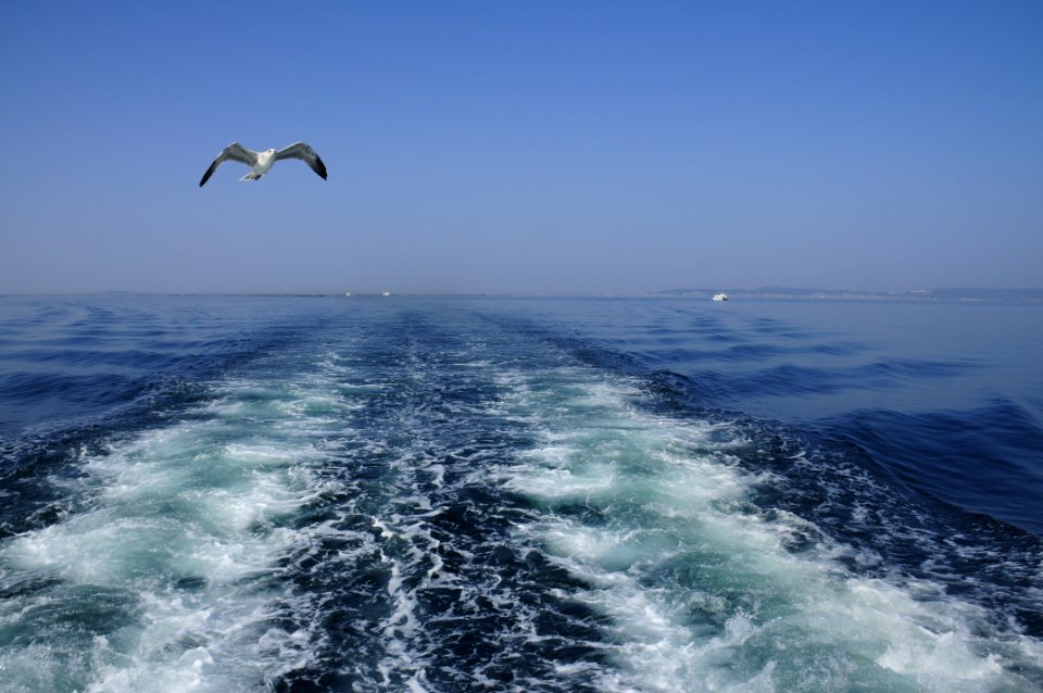 Gaviota (15565023030)
