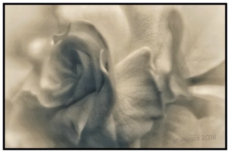 Gardenia (41536246695) photo