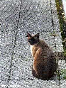 Gatos (12973713204)