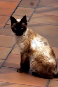 Gato (14496951186)