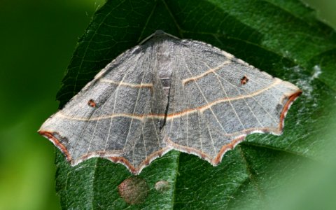 Geometridae (3828198060)