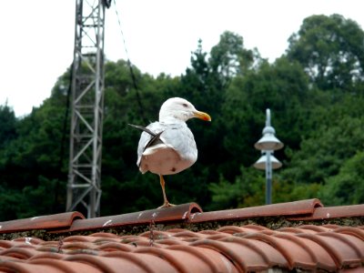 Gaviota (7169268482)