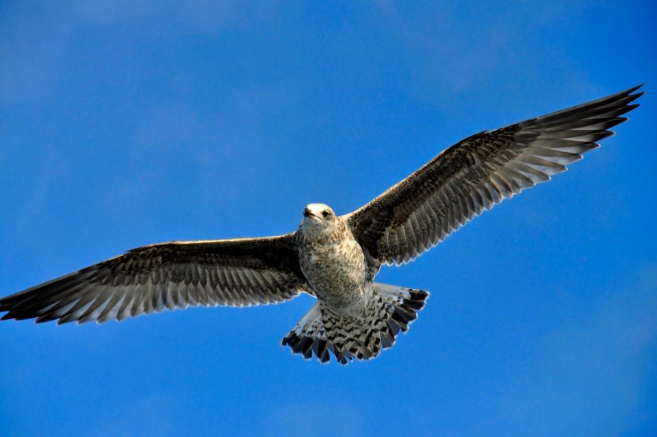 Gaviota (15565004200)