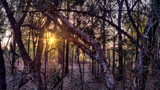 Wood tree landscape photo