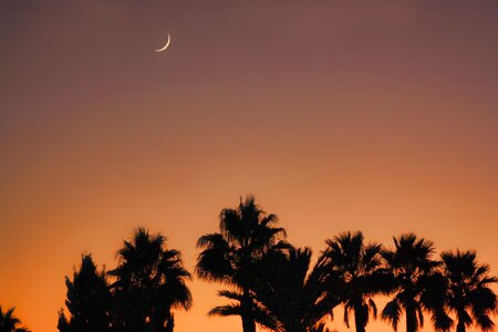 Silhouette dawn palm photo