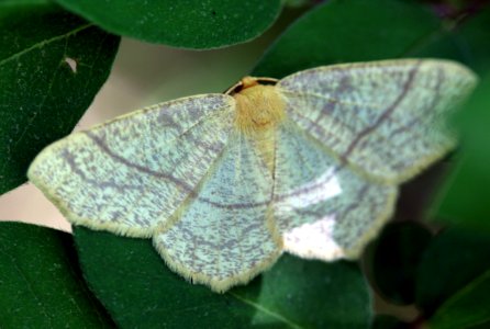Geometridae (3629958723)