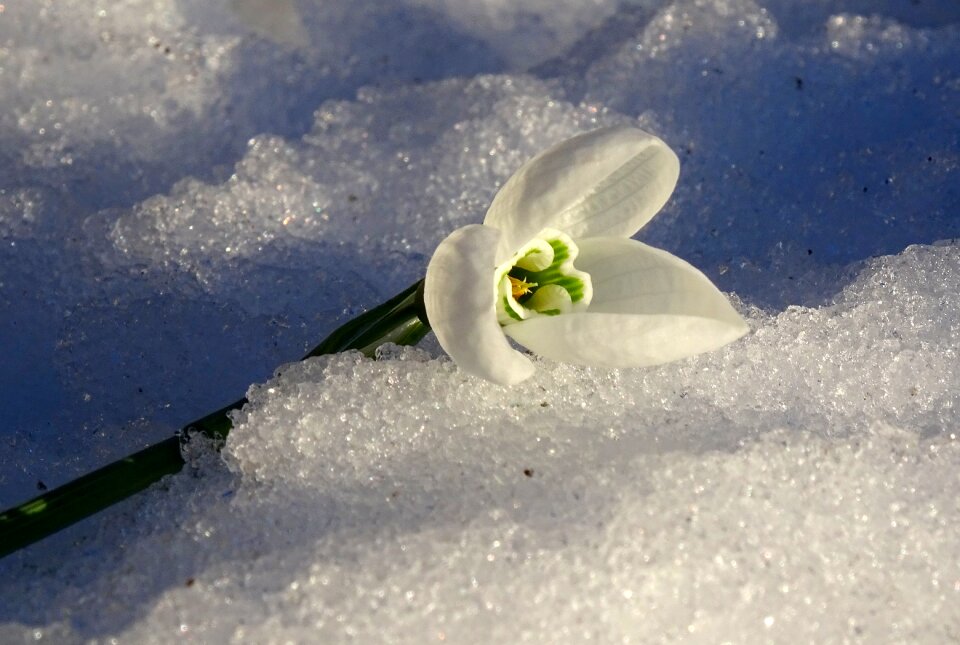 Plants snow sun