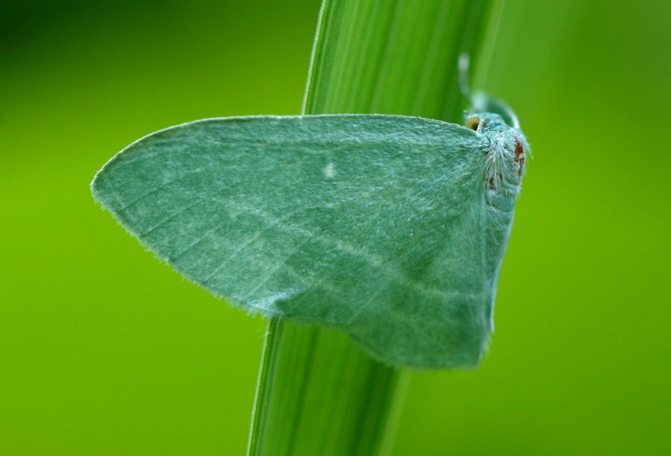 Geometridae (3608757857)
