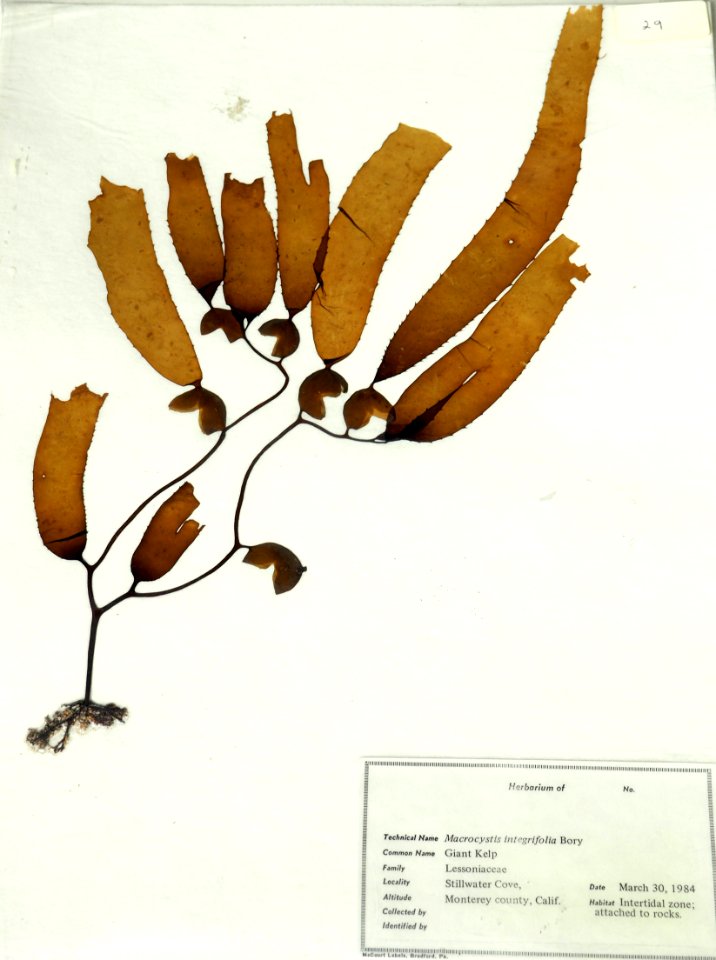 Giant Kelp (50668592308)