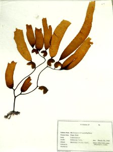 Giant Kelp (50668592308)