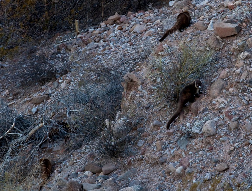Gila Box Riparian National Conservation Area (26671330746)