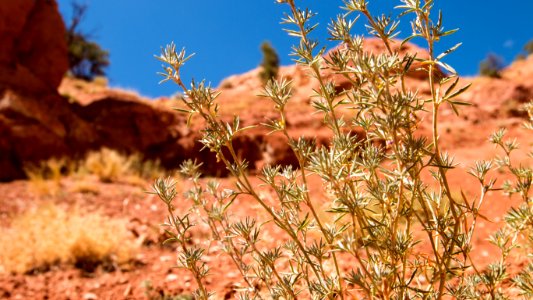 Ghost Ranch NNL (Coelophysis Quarry) (35766601450)
