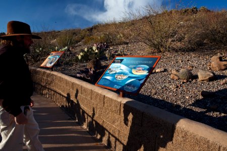 Gila Box Riparian National Conservation Area (26092241634)