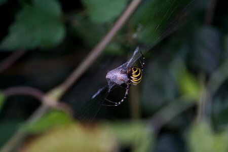 Tiger spider silk band spider spider photo