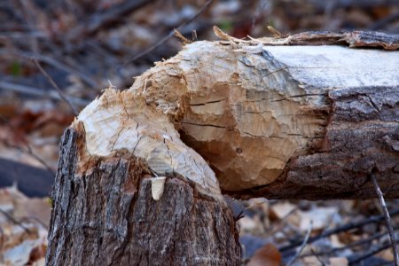 Gila Box Riparian National Conservation Area (26092173994)