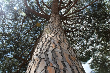 Ostia natural pine tree