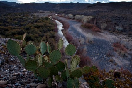 Gila Box Riparian National Conservation Area (26605026052)