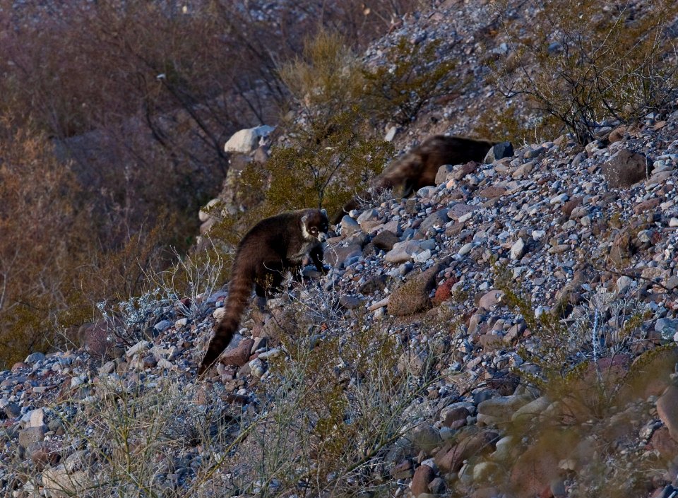 Gila Box Riparian National Conservation Area (26671330146)