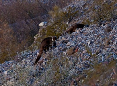 Gila Box Riparian National Conservation Area (26671330146)