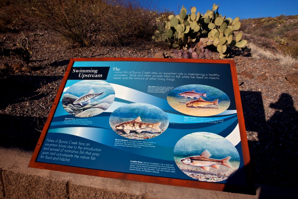 Gila Box Riparian National Conservation Area (26671347626)