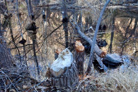 Gila Box Riparian National Conservation Area (26697980105)