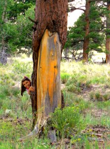 Girl with Living Ponderosa Pine Historically Peeled by American Indians (30260458121)