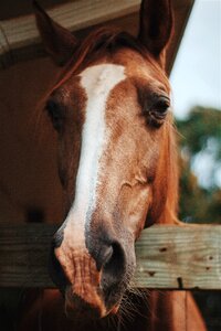 Horse animal close up