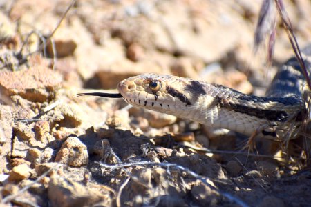Gopher Snake Close-up (35290652410)