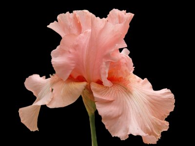 Plant blossom bloom