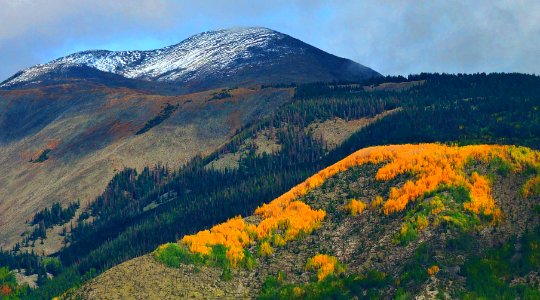 Gold Aspens and Fresh Snow (44475651821)