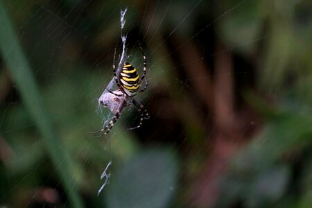 Tiger spider silk band spider spider photo