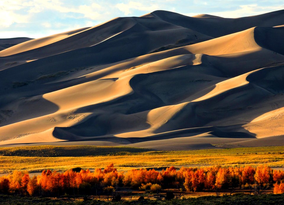 Gold Cottonwoods at the Base of the Dunes (43612780840)