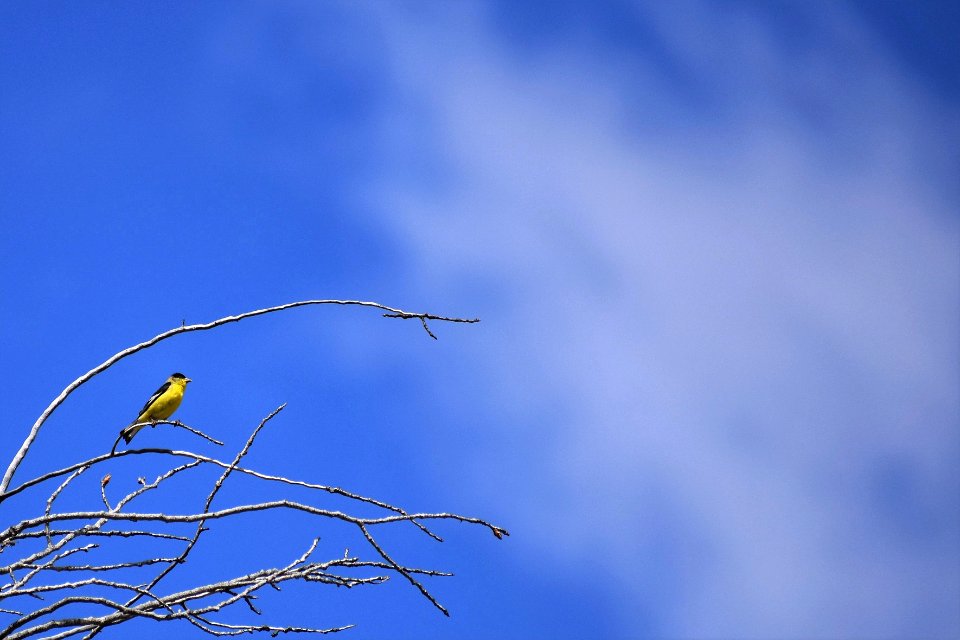 Goldfinch perched (34836978774)