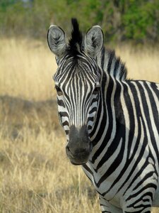 Africa botswana black and white