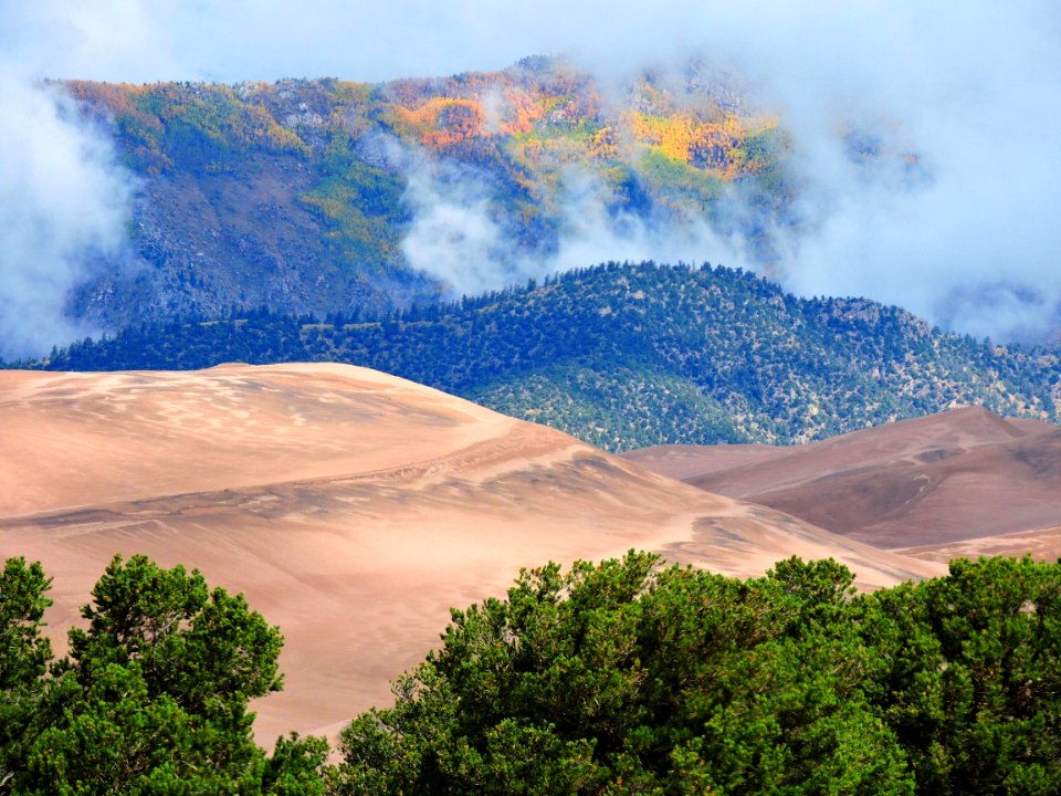 Gold Aspens in Fog Above Dunes (44831257831)
