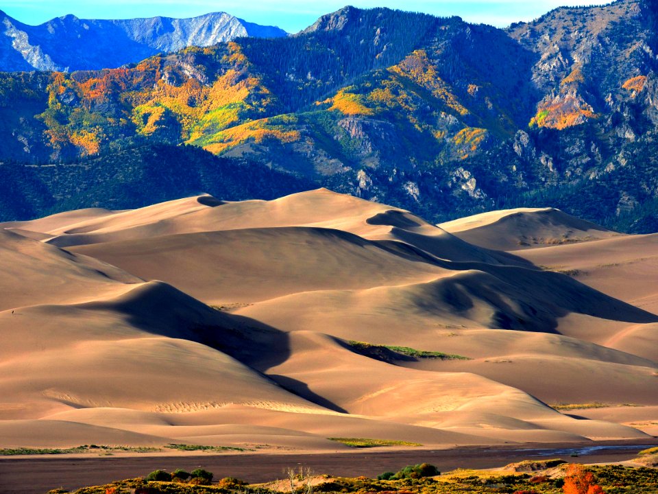 Gold Aspens Above Dunes (29898670852)