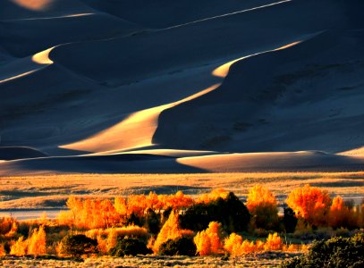 Gold Cottonwoods Below Curving Dune Ridges (29784494873)