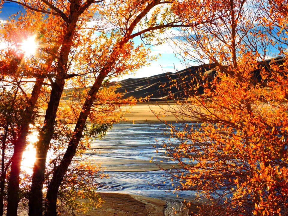 Gold Cottonwoods Along Medano Creek (37597324451)