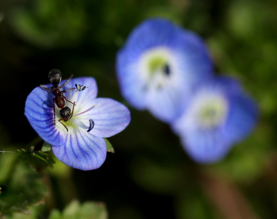 Flower blue plant