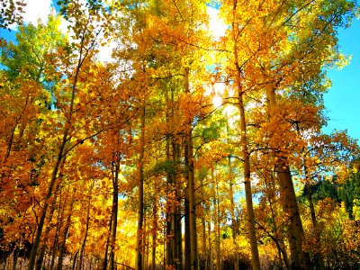 Golden Aspens, Mosca Pass Trail (36725223263) photo