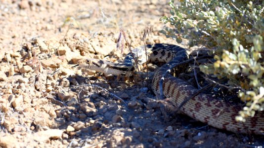 Gopher Snake (34836827884)