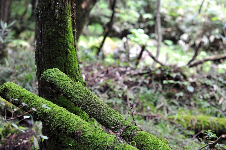 Sunbeams forest bathing mt