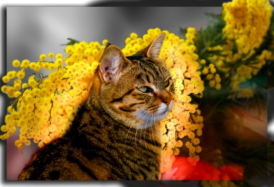 Grand daughter's cat (47110640341)