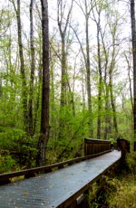 Great Dismal Swamp (33846615641)