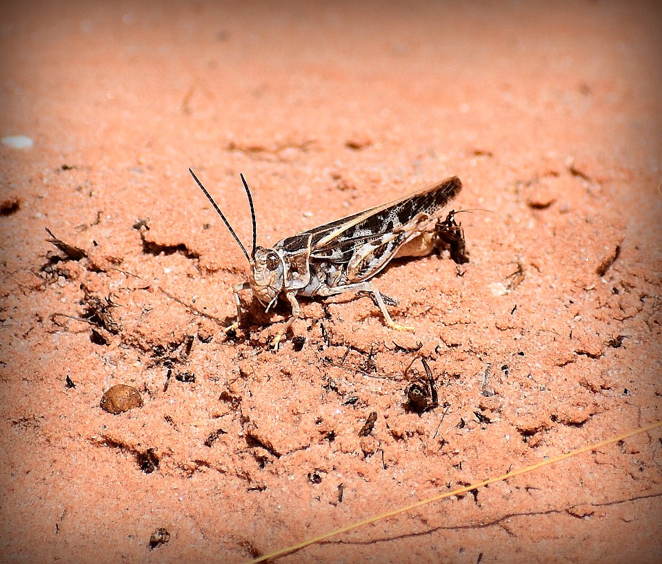 Grasshopper in Desert (34836450104)