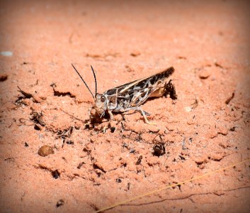 Grasshopper in Desert (34836450104)