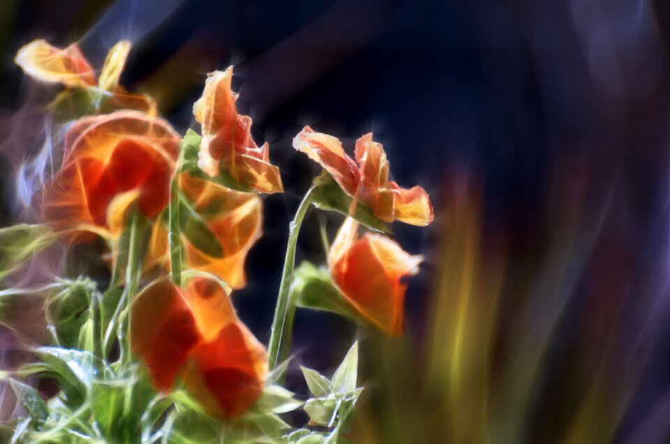 Flora color closeup